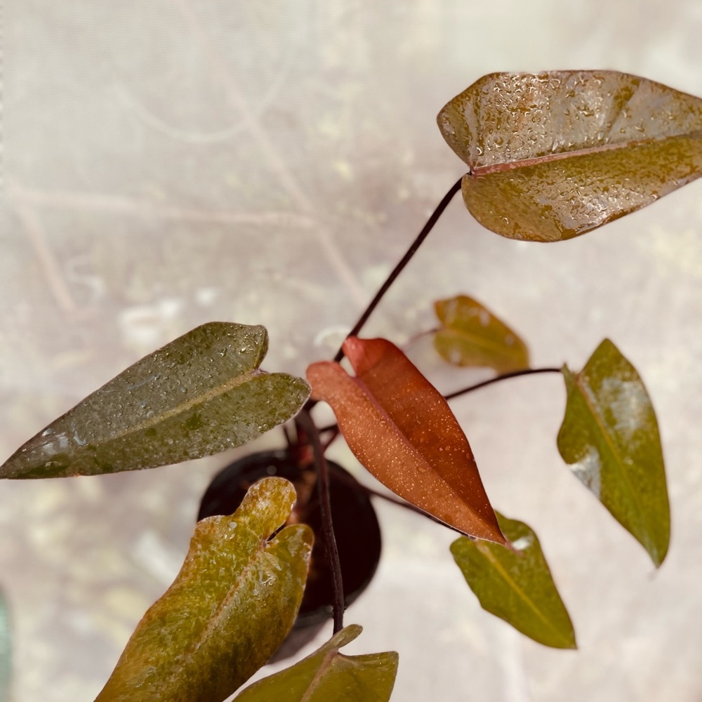 Rare houseplant for sale $25-59